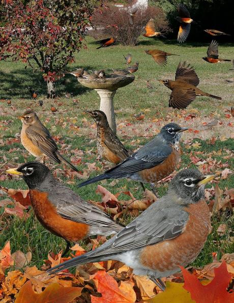Robin
